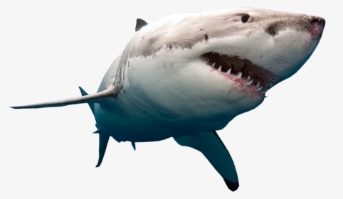 Portable Network Graphics Clip Art Great White Shark - Great White Shark No Background, HD Png Download, Transparent PNG