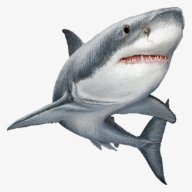 Great White Shark Clip Art Image Illustration - Transparent Background Shark Png, Png Download, Transparent PNG