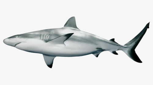 White Shark,requiem Shark,lamnidae,bull Fish,tiger - Reef Shark White Background, HD Png Download, Transparent PNG