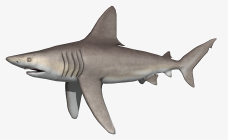 Transparent Mako Shark Png - Tiger Shark, Png Download, Transparent PNG