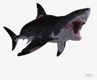 Transparent Great White Shark Clipart - Depth Great White Shark, HD Png Download, Transparent PNG