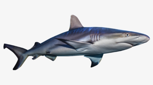 Transparent Invisible Clipart - Basking Shark Transparent Bg Gif, HD Png Download, Transparent PNG