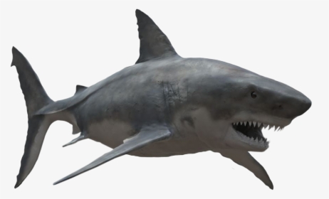 Transparent Great White Shark Png - Great White Shark Png, Png Download, Transparent PNG