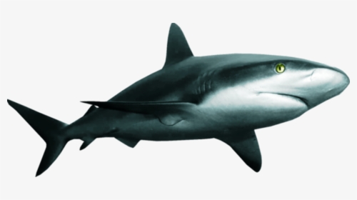 Great White Shark Clipart , Png Download - Shark, Transparent Png, Transparent PNG