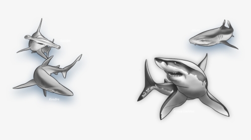 Great White Shark , Png Download - Great White Shark, Transparent Png, Transparent PNG