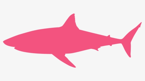Carcharodon Megalodon, HD Png Download, Transparent PNG