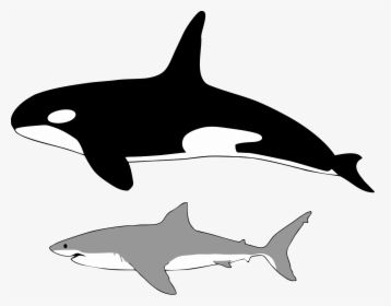 Great White Shark Vs Orca Size, HD Png Download, Transparent PNG