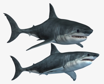 Great White Shark Clipart High Resolution - Shark Transparent, HD Png Download, Transparent PNG