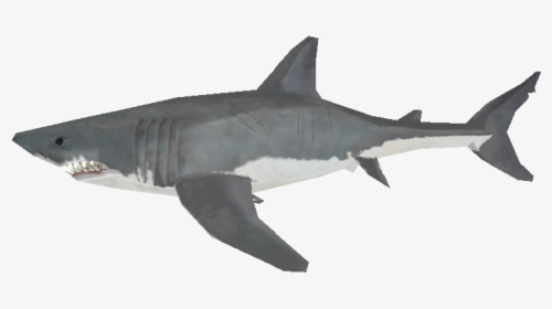 Download Zip Archive - Great White Shark, HD Png Download, Transparent PNG
