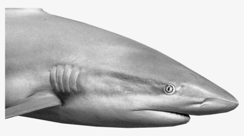 Reef Shark Inspects The Diver - Tiger Shark, HD Png Download, Transparent PNG
