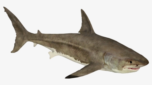 Zoo Tycoon 2 Great White Shark, HD Png Download, Transparent PNG