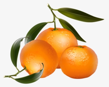Clip Art Of Citrus Fruit - Orange Fruits Clip Art, HD Png Download, Transparent PNG
