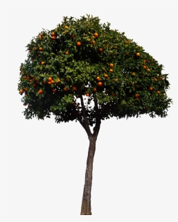 Oranges, Orange Tree, Tree, Fruits, Nature - Spanish Orange Tree, HD Png Download, Transparent PNG