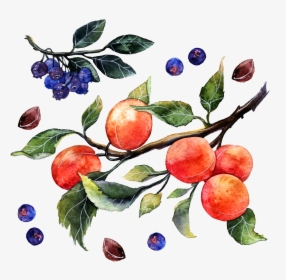 Painting Watercolor Of Oranges , Png Download - Watercolor Painting, Transparent Png, Transparent PNG