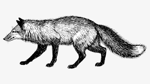 Fox - Fox Black And White Png, Transparent Png, Transparent PNG