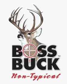 White-tailed Deer Boss Buck Deer Hunting - Boss Buck, HD Png Download, Transparent PNG