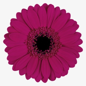 Daisy Purple Single Flower, HD Png Download, Transparent PNG