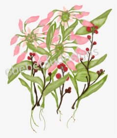 Poinsettia In Bud With Berries Clipart , Png Download - Daphne, Transparent Png, Transparent PNG