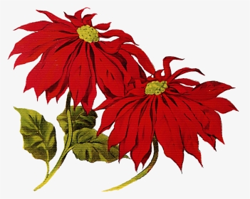 Poinsettia Clipart Merry Christmas - Christmas Vintage Clip Art, HD Png Download, Transparent PNG