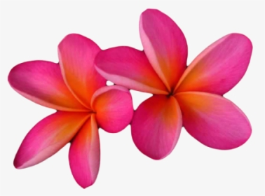 Pink And Orange Flowers, HD Png Download, Transparent PNG