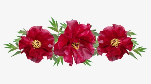 Flowers, Red, Peony, Arrangement, Garden, Nature - Imagen De Flores Rojo, HD Png Download, Transparent PNG