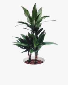 Ornamental Plant Png, Transparent Png, Transparent PNG