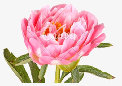 Pink Peony Flower - Peony, HD Png Download, Transparent PNG