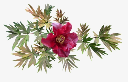 Peony Red Flower Free Picture - Horse And Flowers Png, Transparent Png, Transparent PNG