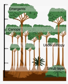 Tropical Rainforest Cross Section, HD Png Download, Transparent PNG