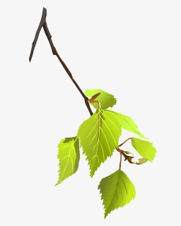 Birch Leafs - Small Tree Branch Png, Transparent Png, Transparent PNG