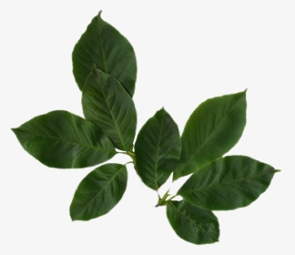 Leafs Leaf Nature Sticker Png Niche Nichememe Moodboard - Magnolia Leaves Png, Transparent Png, Transparent PNG
