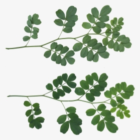 Leafs Png Texture , Png Download - Shrub Leaf Texture, Transparent Png, Transparent PNG