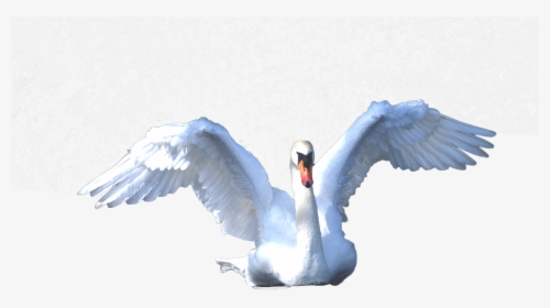 Swan Swimming Png Image - Tundra Swan, Transparent Png, Transparent PNG