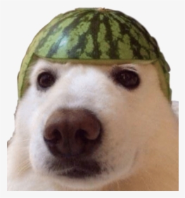 #dank #meme #dankememe #dankmemes #yeet #dog #watermelon - Watermelon Dog Meme, HD Png Download, Transparent PNG