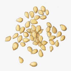 Plant,food,seed,nuts & Seeds,superfood - Seed, HD Png Download, Transparent PNG
