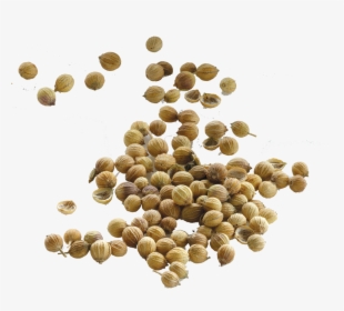 Png Of A Seed - Coriander Seeds Transparent Background, Png Download, Transparent PNG