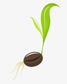 Seed Free Png Image - Transparent Background Seed Clipart, Png Download, Transparent PNG