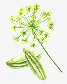 Fennel Seed, HD Png Download, Transparent PNG