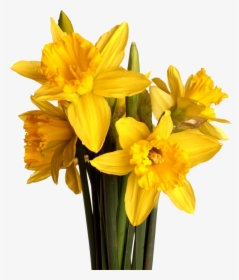 Spring Flower Bouquet Png - Daffodil, Transparent Png, Transparent PNG