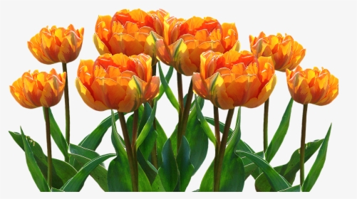 Spring, Tulips, Easter, Nature, Spring Flower, Flowers - Yellow Spring Flower Transparent, HD Png Download, Transparent PNG