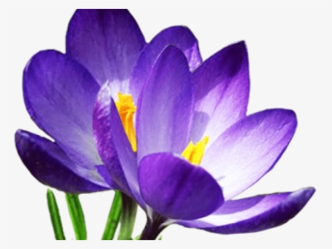 Transparent Crocus Clipart - Spring Flowers Png, Png Download, Transparent PNG