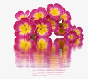 Spring, Primroses, Plant, Primrose, Spring Flowers - Primroses Png, Transparent Png, Transparent PNG