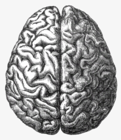 Longitudinal Fissure, HD Png Download, Transparent PNG