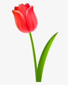 Plant,flower,petal - Red Tulips Flowers Clipart, HD Png Download, Transparent PNG