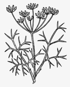 Flower Line Drawing 26, Buy Clip Art - Fennel Drawing, HD Png Download, Transparent PNG