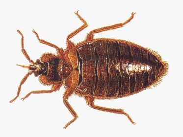 Bed Bug Vs Roach Nymph, HD Png Download, Transparent PNG