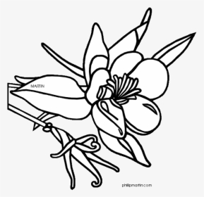 Colorado State Flower Drawing, HD Png Download, Transparent PNG