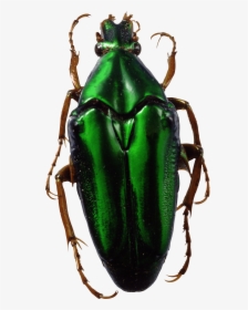 Green Bug - Green Insect Png, Transparent Png, Transparent PNG