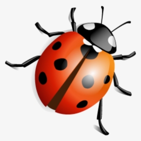 Lady Bug Png Free Download - Ladybird Beetle Png, Transparent Png, Transparent PNG