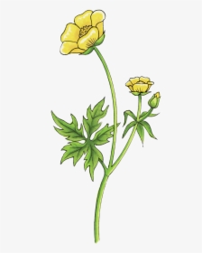 Buttercup Drawing Clip Arts - Buttercup Flower Drawing Png, Transparent Png, Transparent PNG